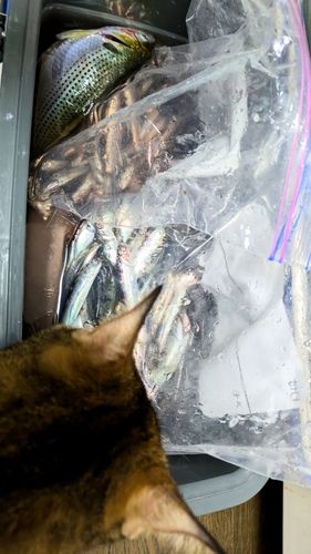 カタクチイワシの釣果