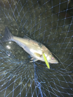 セイゴ(マルスズキ)の釣果