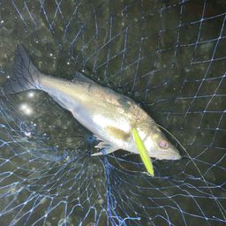 セイゴ（マルスズキ）