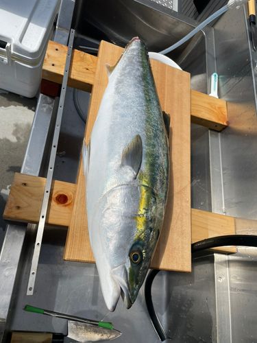 ブリの釣果
