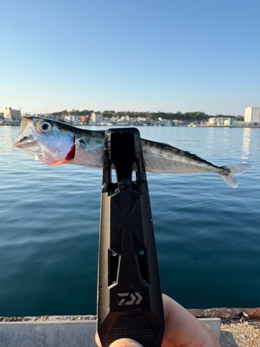 ゴマサバの釣果
