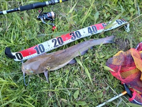 アメリカナマズの釣果