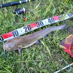 アメリカナマズ