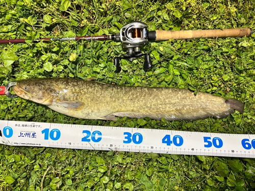 マナマズの釣果