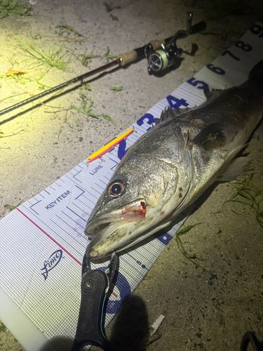 シーバスの釣果