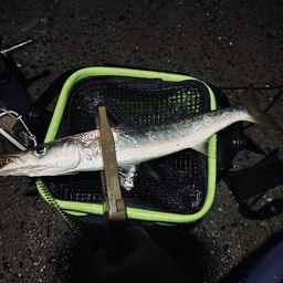 カマス