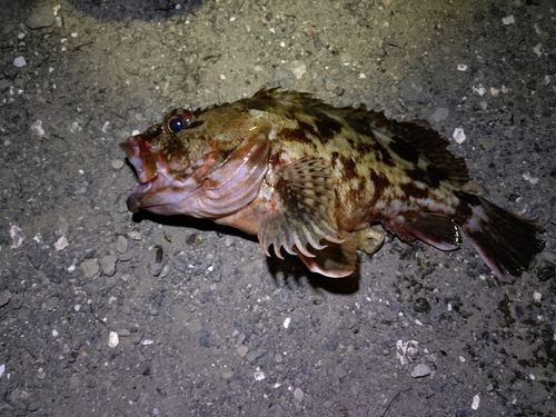 カサゴの釣果