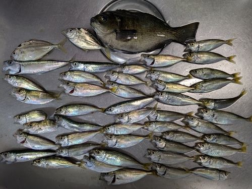 アジの釣果