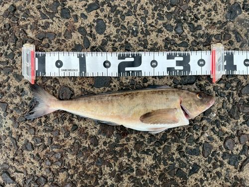ホッケの釣果