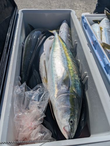 ブリの釣果