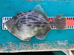 カワハギの釣果