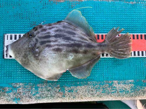 カワハギの釣果