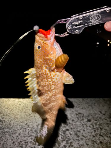 キジハタの釣果