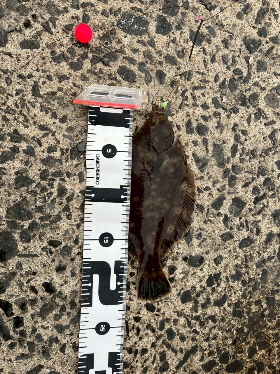 クロガシラガレイ