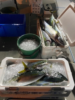 ヤズの釣果