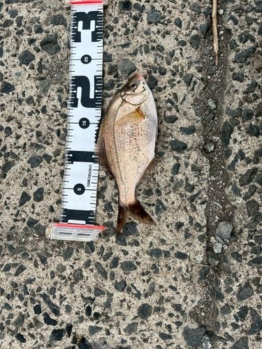 ウミタナゴの釣果