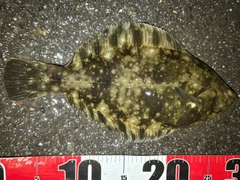 クロガレイの釣果
