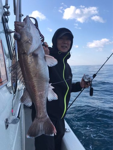 アラの釣果