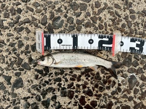ウグイの釣果
