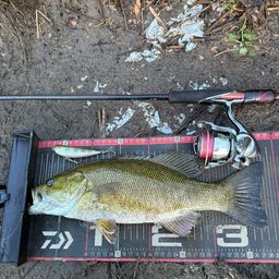 スモールマウスバス