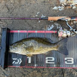 スモールマウスバス