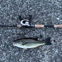 ラージマウスバス