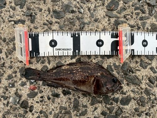 クロソイの釣果