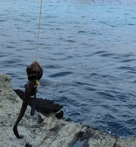 ウツボの釣果