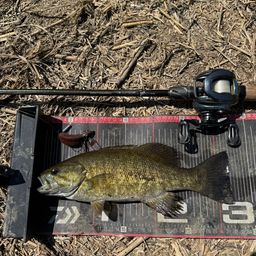 スモールマウスバス