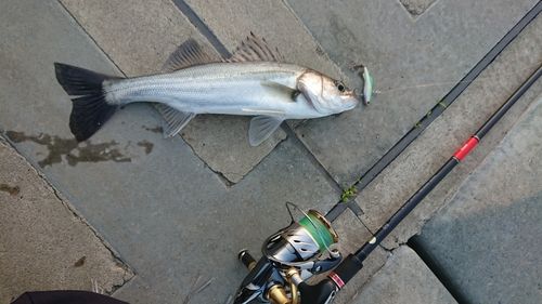 セイゴ（マルスズキ）の釣果