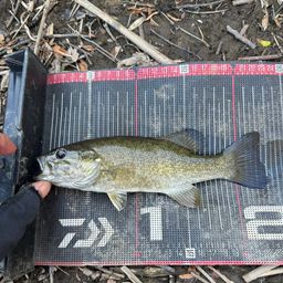 スモールマウスバス