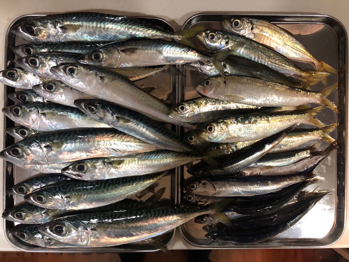 1/144さんの釣果 3枚目の画像