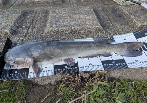 アメリカナマズの釣果