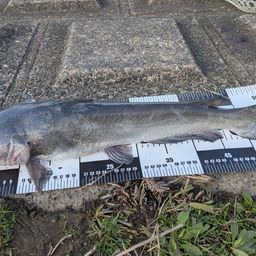 アメリカナマズ