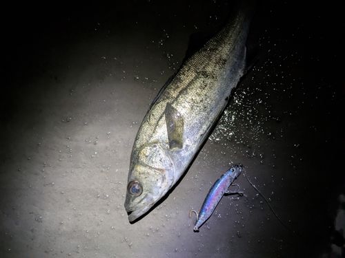 セイゴ（マルスズキ）の釣果