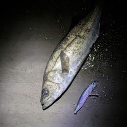 セイゴ（マルスズキ）