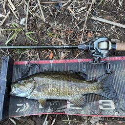 スモールマウスバス