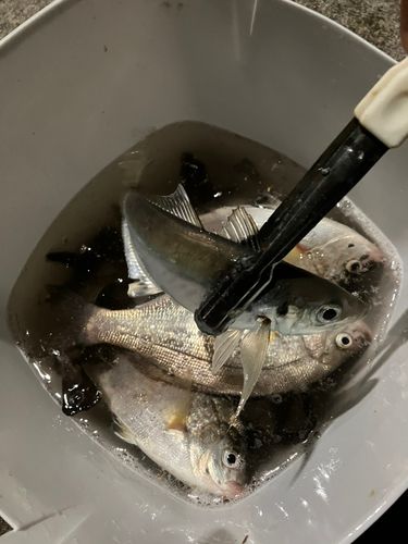 マアジの釣果