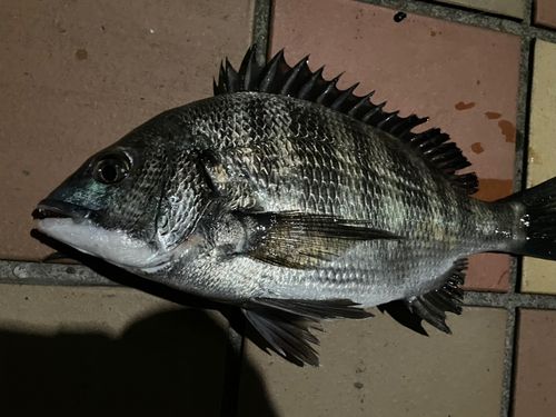 クロダイの釣果