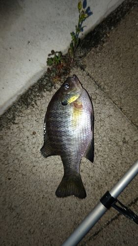ブルーギルの釣果