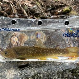 イワナ