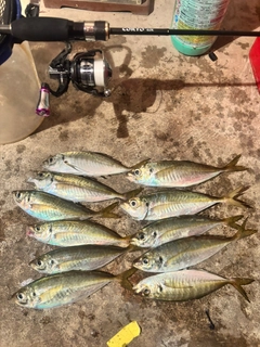 アジの釣果