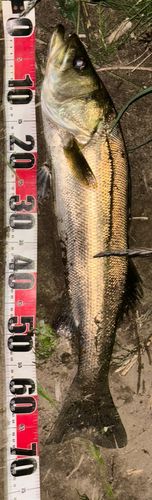シーバスの釣果