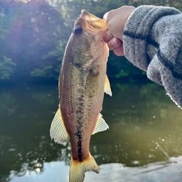 ラージマウスバス