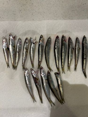 カタクチイワシの釣果