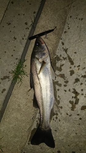 セイゴ（マルスズキ）の釣果