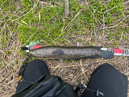 ライギョの釣果