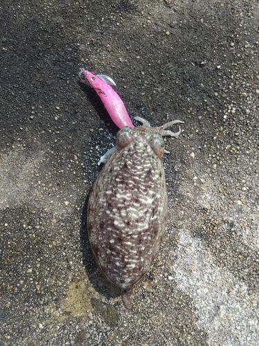 コウイカの釣果
