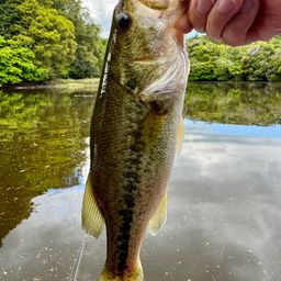 ラージマウスバス