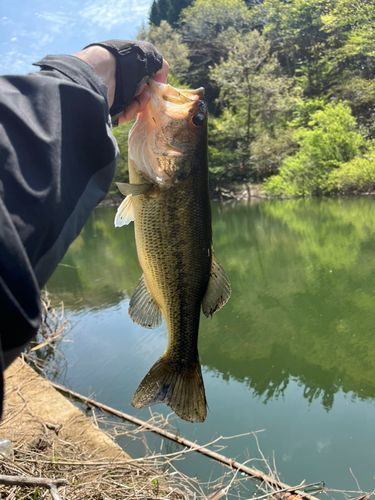 ラージマウスバスの釣果